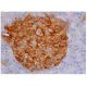 immunohistochemistry image from recommended ARG1/Arginase 1 (E-2) monoclonal antibody replacement. Image 348780