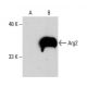 western blotting image from recommended Arginase 2/ARG2 (A-10) monoclonal antibody replacement. Image 364815
