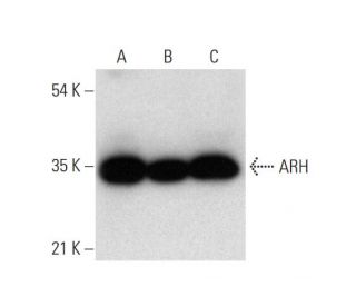 ARH Antibody (E-10) - Western Blotting - Image 318017 