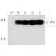 ARH Antibody (F-11) - Western Blotting - Image 314094 