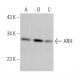 ARH Antibody (F-11) - Western Blotting - Image 366270