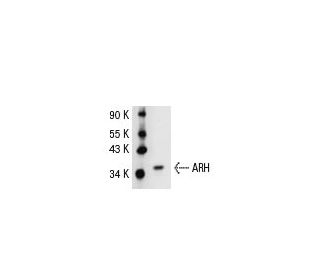 ARH Antibody (Q-13) - Western Blotting - Image 31156 