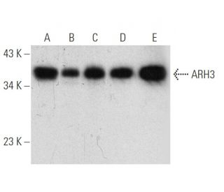 ARH3 Antibody (A-7) - Western Blotting - Image 319893 
