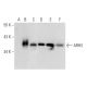 ARH3 Antibody (D-2) - Western Blotting - Image 323805 