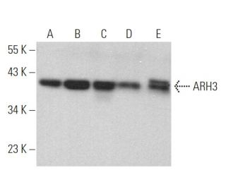 ARH3 Antibody (D-2) - Western Blotting - Image 372021 