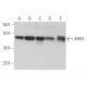 ARH3 Antibody (D-2) - Western Blotting - Image 372021 