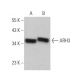 ARH3 Antibody (D-2) - Western Blotting - Image 372027