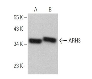 ARH3 Antibody (D-2) - Western Blotting - Image 372027