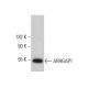 ARHGAP1 Antibody (A-9) - Western Blotting - Image 377448