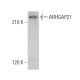 ARHGAP21 Antibody (E-10) - Western Blotting - Image 359391