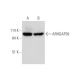 ARHGAP39 Antibody (D-6) - Western Blotting - Image 344588