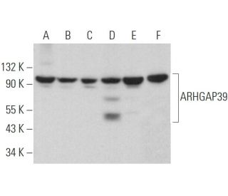ARHGAP39 Antibody (D-6) - Western Blotting - Image 371886 