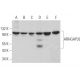 ARHGAP39 Antibody (D-6) - Western Blotting - Image 371886 