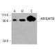 ARHGAP39 Antibody (D-6) - Western Blotting - Image 415964