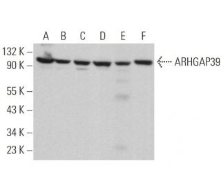 ARHGAP39 Antibody (H-2) - Western Blotting - Image 371856 
