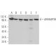 ARHGAP39 Antibody (H-2) - Western Blotting - Image 371856 