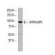 ARHGAP6 Antibody (D-5) - Western Blotting - Image 33588