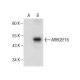 ARHGEF16 Antibody (G-10) - Western Blotting - Image 281771