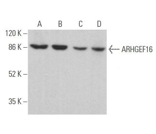 ARHGEF16 Antibody (G-10) - Western Blotting - Image 370089 