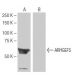 ARHGEF5 Antibody (4-YD14) - Western Blotting - Image 64857