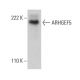 ARHGEF5 Antibody (4-YD14) - Western Blotting - Image 385124 