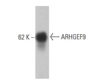 ARHGEF9 Antibody (3) - Western Blotting - Image 133239 