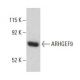 ARHGEF9 Antibody (3) - Western Blotting - Image 399328 