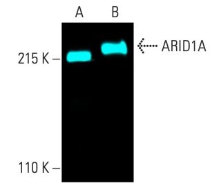 ARID1A Antibody PSG3 SCBT Santa Cruz Biotechnology