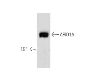 ARID1A Antibody (C-7) - Western Blotting - Image 147892