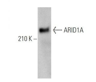 ARID1A Antibody (C-7) - Western Blotting - Image 372011