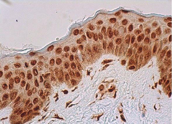 ARID2 Antibody (E-3) | SCBT - Santa Cruz Biotechnology