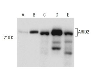 western blotting image from recommended ARID2 (E-3) monoclonal antibody replacement. Image 137742