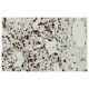 ARID3A Antibody (4D6) - Immunohistochemistry - Image 36264