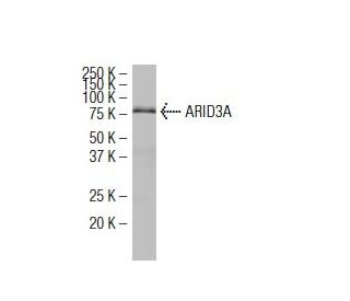 ARID3A Antibody (4D6) - Western Blotting - Image 34395 