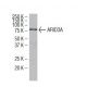 ARID3A Antibody (4D6) - Western Blotting - Image 34395 