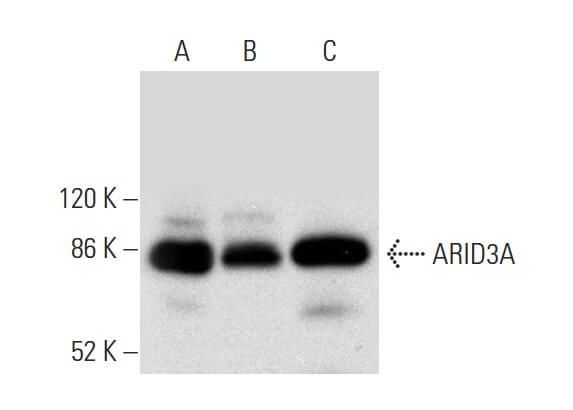 ARID3A Antibody (A-4) | SCBT - Santa Cruz Biotechnology
