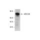 ARID3B Antibody (C-6) - Western Blotting - Image 331158