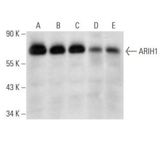 ARIH1 Antibody (C-7) - Western Blotting - Image 324732 