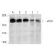 ARIH1 Antibody (C-7) - Western Blotting - Image 324732 