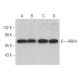 ARIH1 Antibody (C-7) - Western Blotting - Image 367101