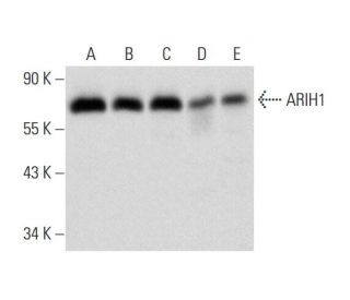 ARIH1 Antibody (G-5) - Western Blotting - Image 323842 