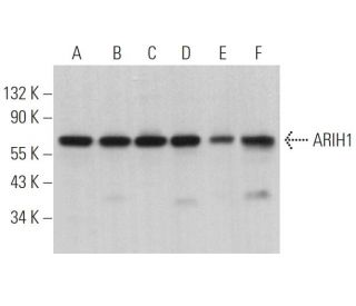 ARIH1 Antibody (G-5) - Western Blotting - Image 367103 