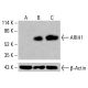 ARIH1 Antibody (G-5) - Western Blotting - Image 415682