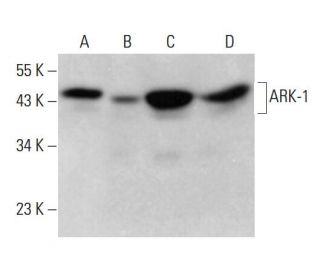 ARK-1 Antibody (35C1) - Western Blotting - Image 381088 