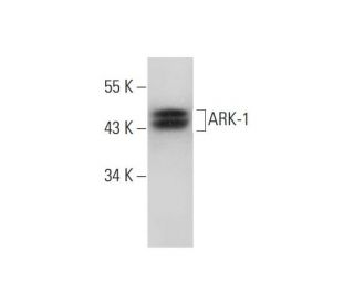 ARK-1 Antibody (A-11) - Western Blotting - Image 318576