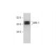 ARK-1 Antibody (A-11) - Western Blotting - Image 318576