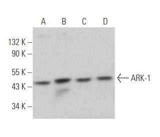 western blotting image from recommended ARK-1 (C-1) monoclonal antibody replacement. Image 374730