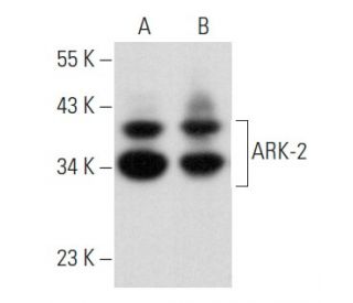 western blotting image from recommended ARK-2 (A-3) monoclonal antibody replacement. Image 356891