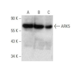 NUAK1/ARK5 Antibody (A-9) - Western Blotting - Image 137058 