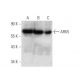 NUAK1/ARK5 Antibody (A-9) - Western Blotting - Image 137058 